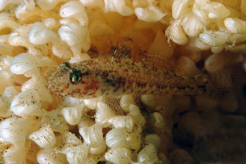 juvenile Gobius cruentatus (zona Porto Badisco LE)